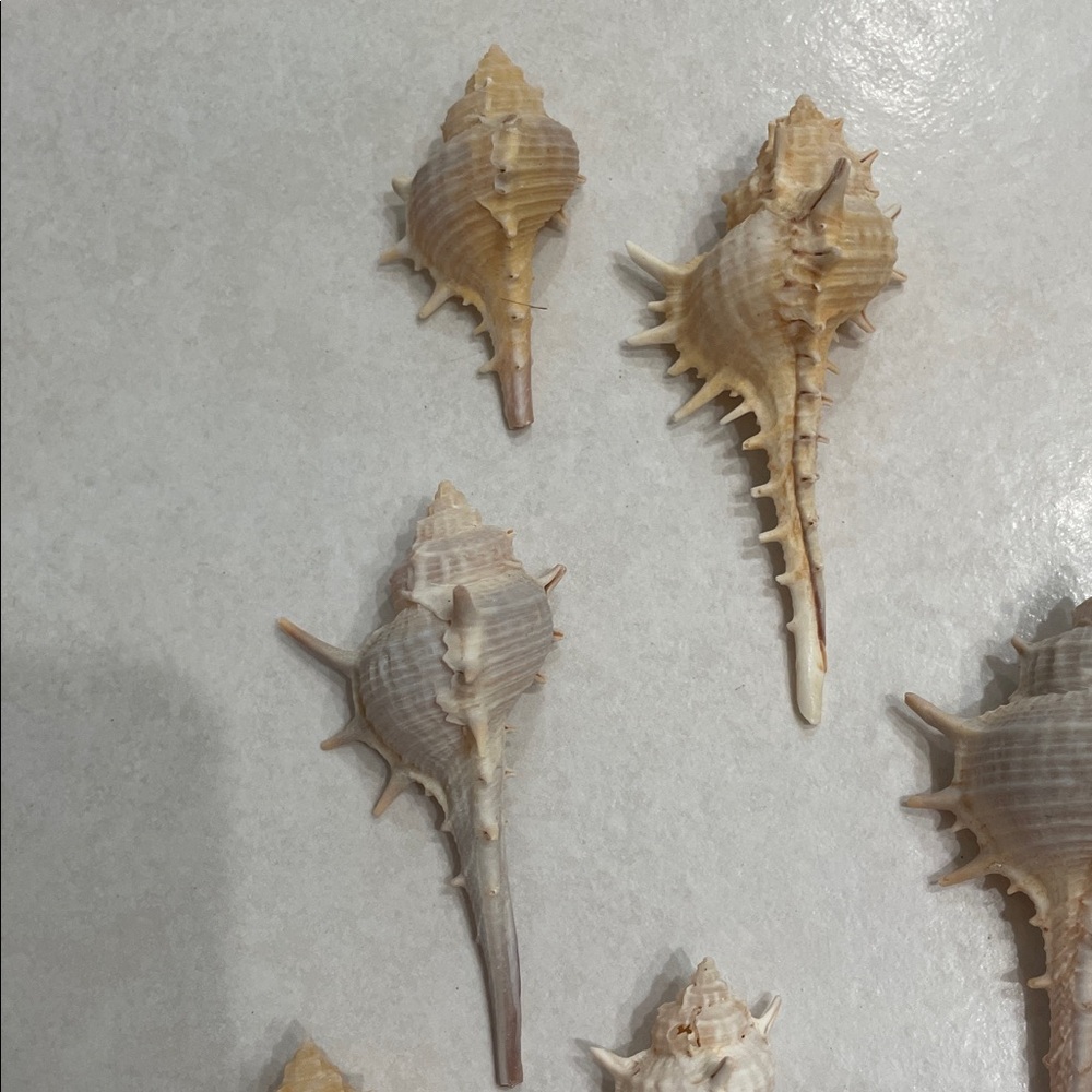 11 Murex Conch Shells Crafting Collection - Picture 3 of 7